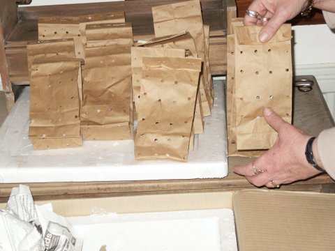 chameleon consignment