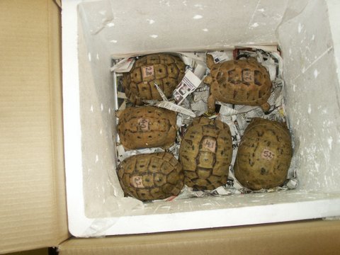 smuggled tortoises
