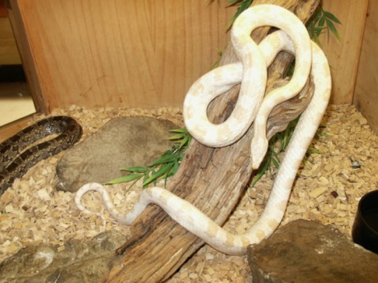 Snowcorn Snake