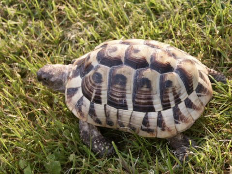 Male Hermann's Tortoise